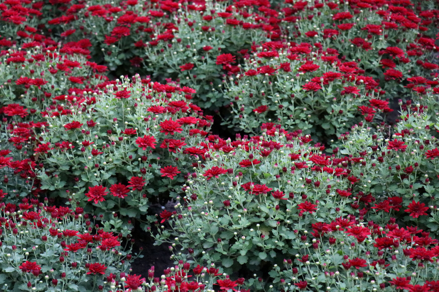 South Oval Mums